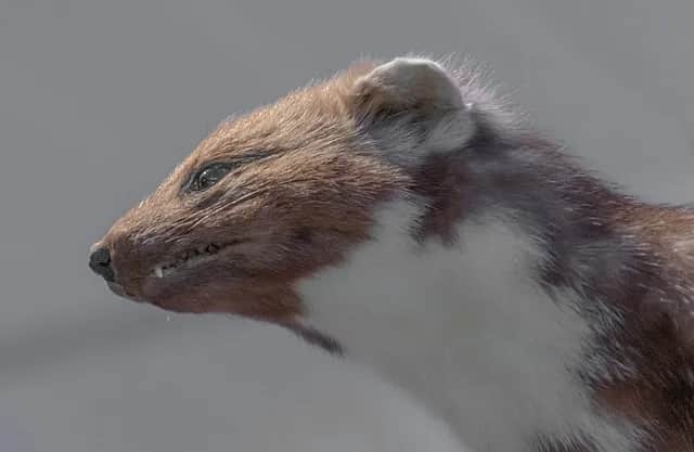 Co gryzie kable w samochodzie i jak temu zapobiec?